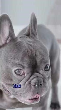 The French Bulldog and its playful personality.