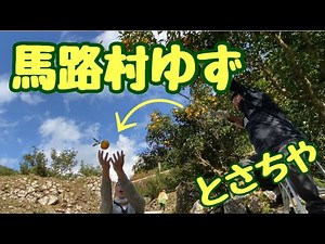 高知代表の【ゆず】馬路村で収穫してゆず絞りまで体験しますよ^ ^#柚#高知観光#高知