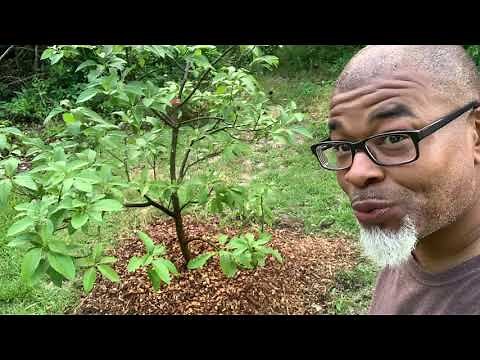 Cold hardy AVOCADO tree 🥑 for cold climates. planting the Mexicola grande