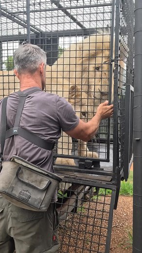 Unloading LIONS into a new home. #cat #wildlife #lions | Kevin Richardson