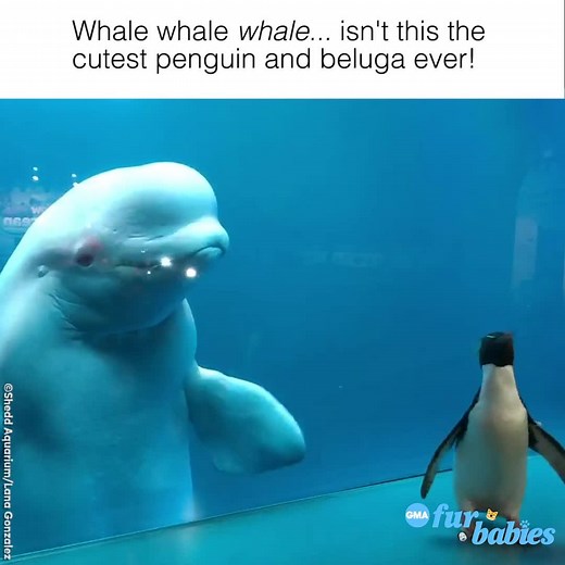 148K views · 377 shares | Wellington the penguin takes an adorable field trip at the Shedd Aquarium to see the beluga whales! https://gma.abc/3dLKCCl | Good Morning America | Facebook