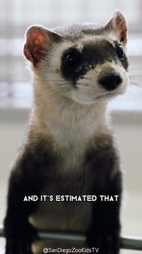 7.5K views · 184 reactions | Black-Footed Ferret 令 One Of The Most Endangered Animals In The Wild #blackfootedferret #ferret #ferrets #ferreting #ferretgram #ferretlover #ferretlife #ferretnation #ferretlove #ferretworld | 1 Minute Animals | Facebook