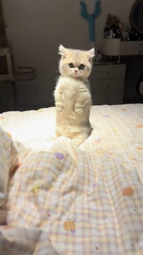 😂 Bro think he is a meerkat! #shorts #cat