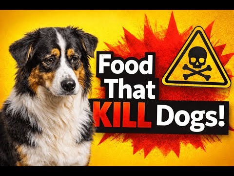 Common Food That Can Kill Dogs!