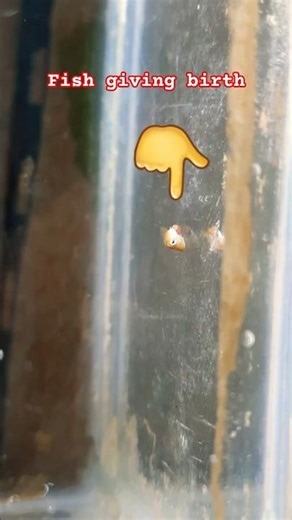 Molly Fish Birth Close-Up - Rare Footage!