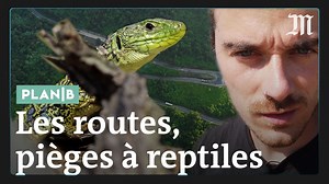 Pour les reptiles, comme les lézards, les routes ont des conséquences graves. Nombreux sont ceux qui s'y font écraser. C'est le cas du lézard ocellé, une espèce protégée, aujourd'hui menacé par l'installation d'une route dans les Landes. Mais pourquoi une telle hécatombe ? Notre journaliste s'est rendu sur place pour comprendre ce phénomène. | Le Monde