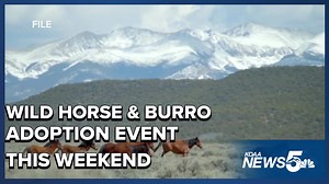 Adopt a Wild Horse or Burro this weekend at BLM’s Event!