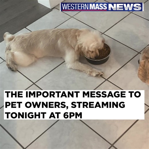 422K views · 1.2K reactions | A family discovers one of their dogs ingested THC during a walk on a popular bike trail. The story, and the important message to pet owners, streaming tonight at 6:00. https://www.westernmassnews.com/livestream/ | Western Mass News | Facebook