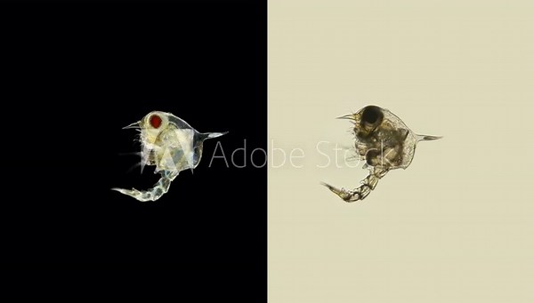 The crab larva under the microscope, called Zoea, lives as a part of plankton, feeds on unicellular algae, then it moves to the next stage, the megalopa larva, soon sinks to the bottom and becomes a