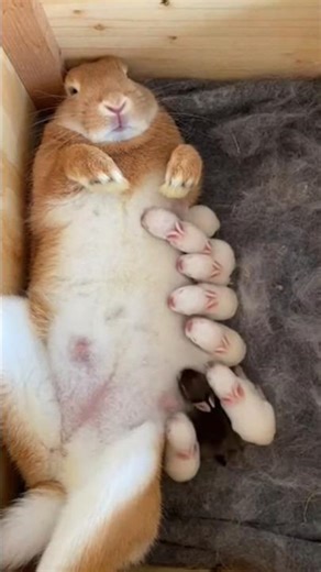 Mother Bunny Nursing Her Tiny Babies 🐰❤️ | Cutest Rabbit Family Ever