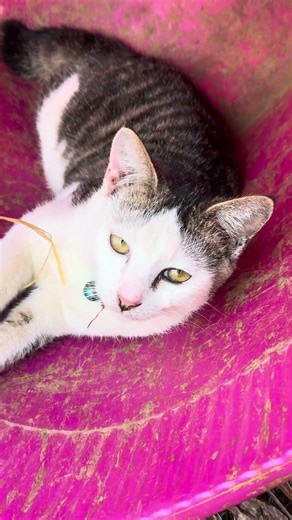 “This heat spares no one… not even this lazy cat 🐱☀️” #meow #sleepycat 🐱☀️