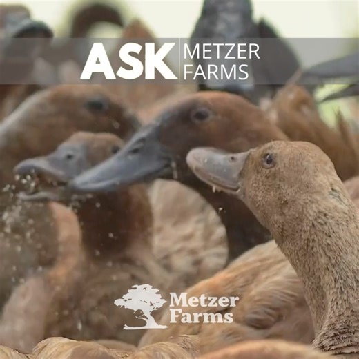 1.8K views · 17 reactions | The correct waterfowl feed is critical to...