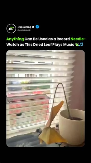 Explaining on Instagram: ""Life is full of hidden harmonies 🎵! Watch as a simple dried leaf becomes a musical masterpiece 🍃❤️. Who else is amazed by the magic in everyday things? 😍 It's a beautiful reminder that beauty & music can be found anywhere 🌟 #SmileMore #FeelGoodVibes #MusicToMyEars #LeafItToTheUniverse #JoyInTheLittleThings" Follow @explaining.lt FOR MORE !! Like♥️Comment💬 Save📌 Share📨 . . ⚠️ Copyright Disclaimer All rights belong to the original content owners. This material is