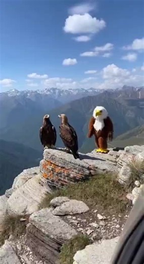 Hilarious Animal Pranks That Will Make You Laugh