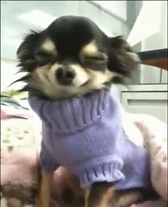 72K views · 2.5K reactions | Look at that smug face. Just because he's got a sweater and i dont | Late Night Viral Videos | Facebook
