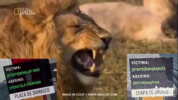 @꧁ঔৣ☬✞🅸🅼🅿🅰🆁🅰🅱🅻🅴🆇✞☬ঔৣ꧂ #SoloYo #INTOX #Ashika #DMZKING #livehighlights #DMZ