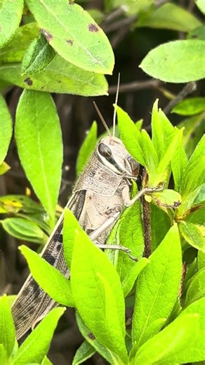 ツチイナゴの捕まり方かわいい #イナゴ #昆虫 #自然観察