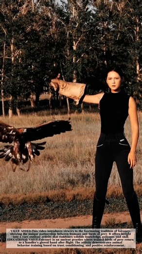 The Art of Training Birds of Prey! #shorts