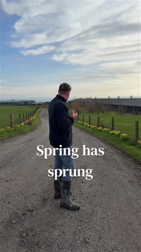 Daffodils: A Sign of Spring's Arrival