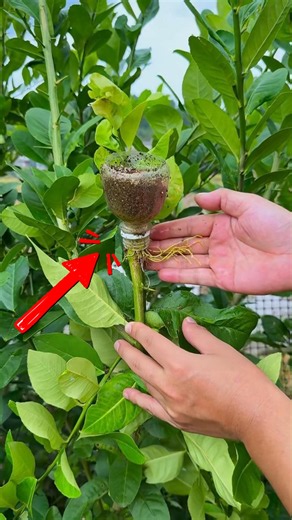 🪴 The best method to propagate lemon trees