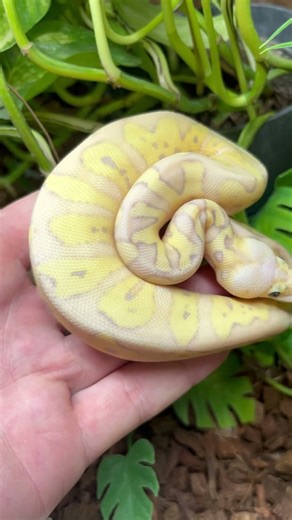 CRYPTON 👑 Banana Ball Python Combo !