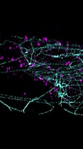 See super-resolution localizations in action! 🔬🦠 #biology #cellbiology