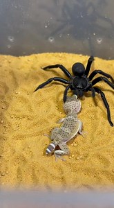 The fight is a dance of speed versus cunning. The gecko uses agility to evade, while the spider relies on sharp reflexes and stealth. Survival instincts guide every motion. In this tense duel, only alertness, speed, and precision will decide the victor. #GeckoVsSpider #DesertBattle #PredatorVsPredator #WildNature #SurvivalInstincts #AnimalFight #NatureClash #DesertLife #WildEncounters #NatureDrama #PredatorClash #CinematicNature | Crawl Verse