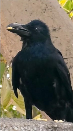 Amazing Crow Sounds 🐦‍⬛🥰♥️| Crow Video 🐦‍⬛🥰✨| Crow Feeding 🐦‍⬛🫓|Birds Video 🐦🌳|