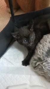 Leeds Cat Rescue on Reels