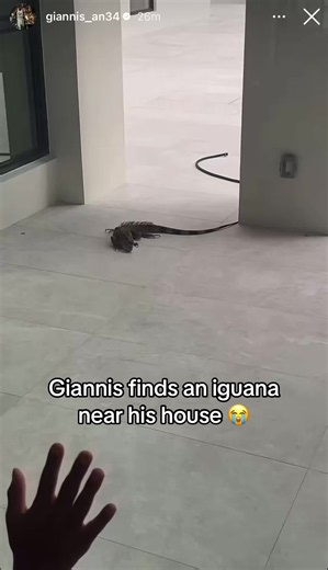 Welcome to Miami Giannis 😭 #giannis #miami #iguana (via giannis/IG) | iguana