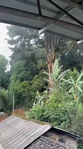 Pruning techniques #highlightseveryone #viralreelschallenge #reelsfbシ #entertainment #weeklychallenge | R Chenithung Murry