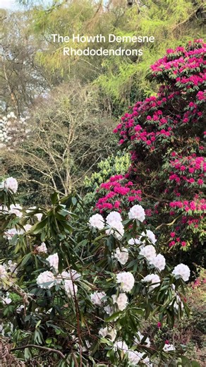 Our beautiful Rhododendrons are now in bloom! It’s the perfect place to take a peaceful and scenic walk on a bright day! Plenty to see here at Howth Castle, don’t forget to stop by Aideen’s Grave and continue on for incredible views from the top of Muck Rock… #howthcastle #howth #dublin