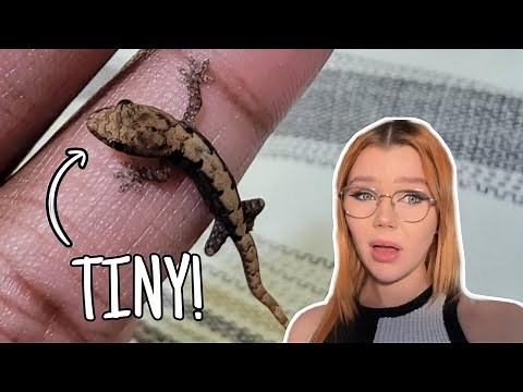 Top 5 SMALLEST Geckos That Make Great Pets!..