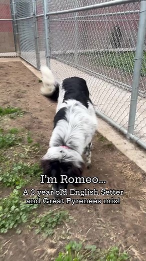 ADOPT ROMEO! He’s a 2 year old English Setter and Great Pyrenees mix. He weighs about 70 pounds and his ID is A579433. #adoptme #adoptashelterpet #adopt #modesto #stanislauscounty | Stanislaus Animal Services Agency