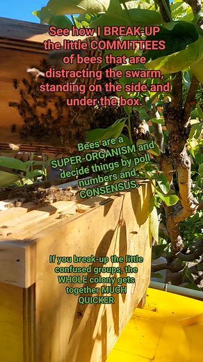 See me demonstrate how bees use a CONSENSUS method to stay together, and if you break up the LITTLE COMMITTEE groups that are misleading the others, the colony joins together quicker. | Simon Gerblich | Facebook