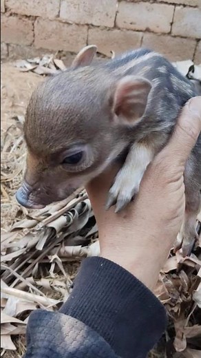 Amazing Piglet Cutest 🐗 ❤️ #viral #shorts #short #shortsfeed #piglet #pig #animal #wildlife