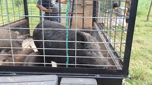 215K views · 2.8K reactions | Loading wild hogs by Three little piggies | Ellen Roman | Facebook