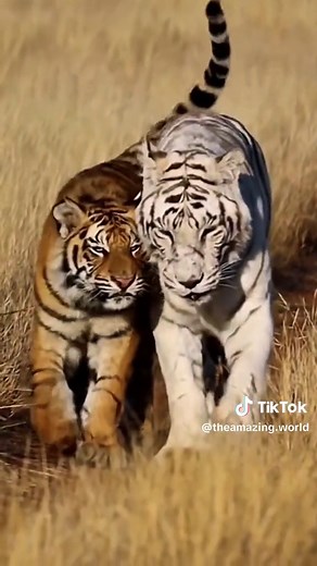 Theamazing world no TikTok