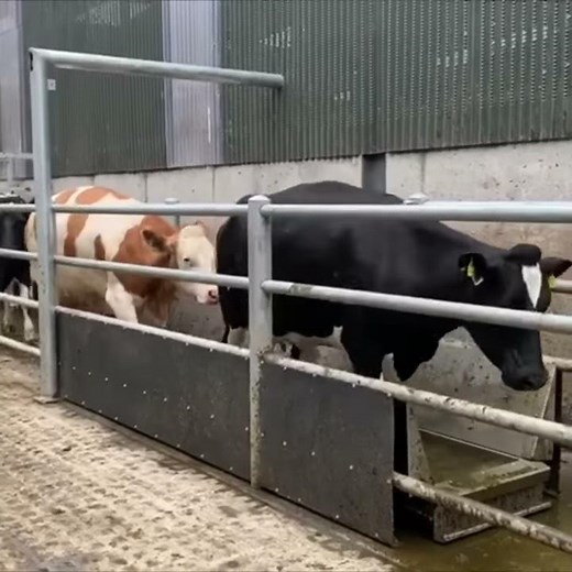 Foot bath for Cows