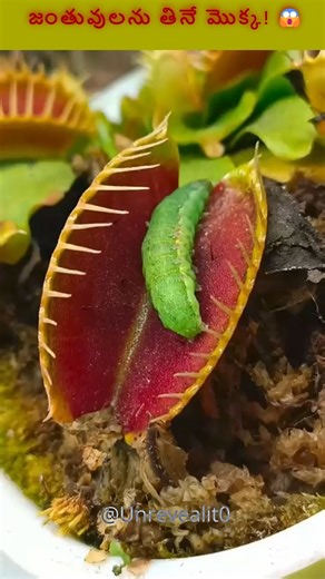 This Plant Eats Animals 😱 | Venus Flytrap Explained in Telugu #venusflytrap #shorts #telugufacts