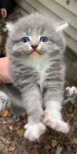 How to know if your cat has autism