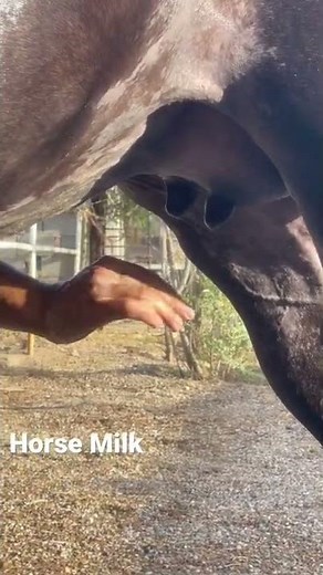 Wearing horse milk😍💣
