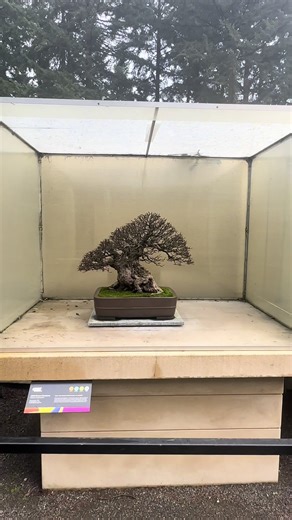 Exploring Winter Silhouettes of Bonsai Art
