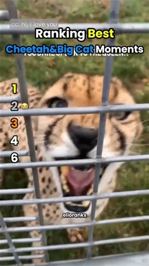 BEST Cheetah&Big Cat Moments | Ranking