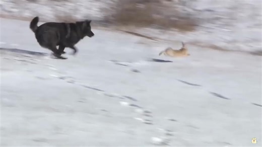 Wolf Pack Hunts Buffalo Herd ,Pack Of Wolves Hunt a Bison _ Frozen Planet | Latest Hubplay.co live Humor negro Full HD 2020 | Facebook