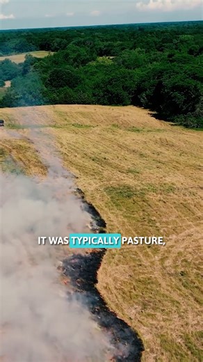 6.4K views · 50 reactions | Preparing an abandoned pasture for planting native warm season grasses. #switchgrass #NWSG #fire | The Management Advantage | Facebook
