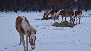 Helene Kragh on Reels