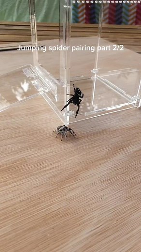 Phidippus Regius Jumping Spider Pairing