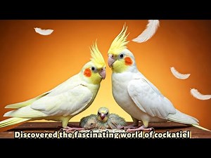 Cockatiels bird information |cockatiel as a pet |Things you should know about cockatiel