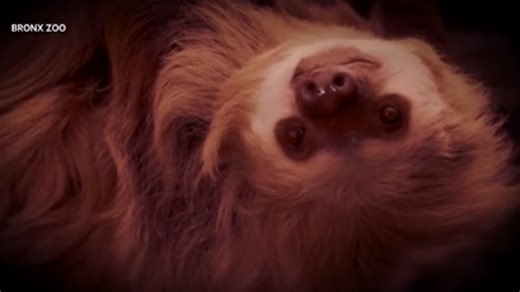 The Bronx Zoo World of Darkness exhibit is back after nearly 20 years